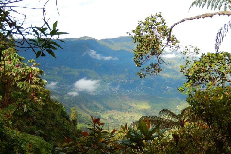 Observação de pássaros em Monserrate Bogotá