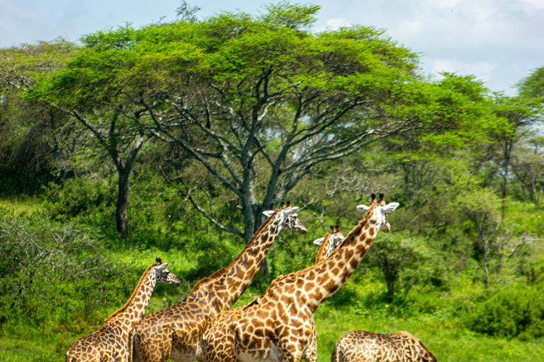 Private 4x4 Vitara Safari in Arusha National Park
