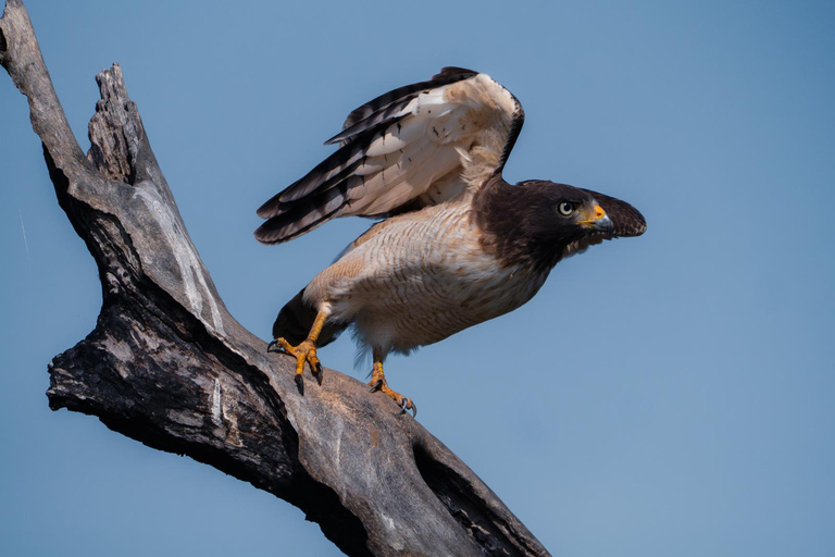 São Paulo: 3-Day Eco Safari Experience in the Pantanal