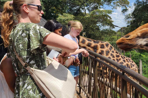 Nairobi: Giraffe Centre Visit and Giraffe Feeding Experience Nairobi: Interactive Giraffe Feeding & Wildlife Education