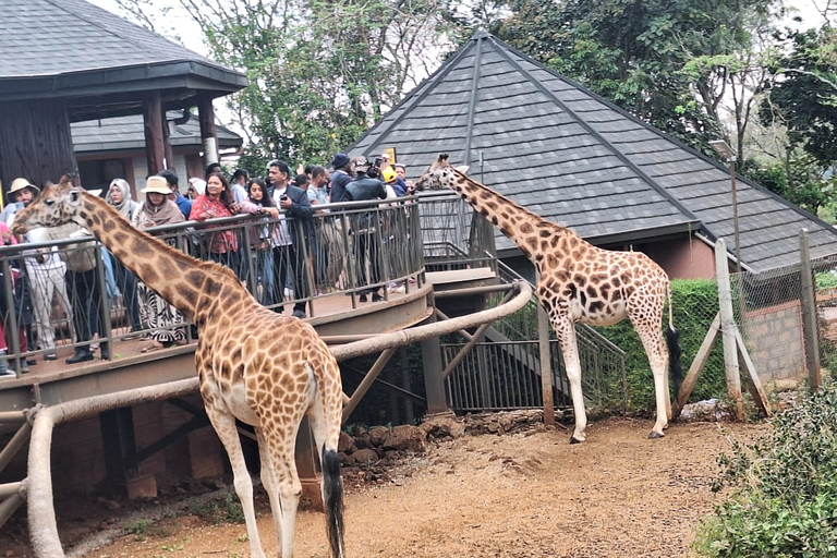 Viagem de 1 dia para o Orfanato de Elefantes e o Centro de Girafas