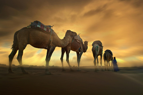 Camel Ride: Experience the Beauty of Tangier Beach at Sunset