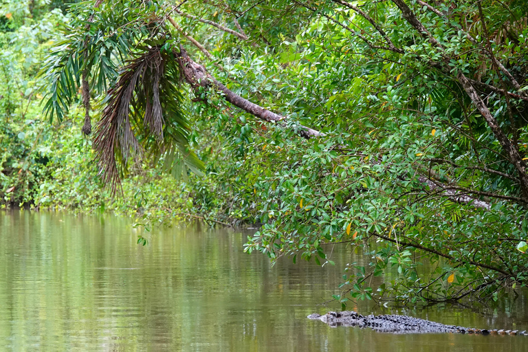 Port Douglas: Cape Tribulation Private Rainforest Tour