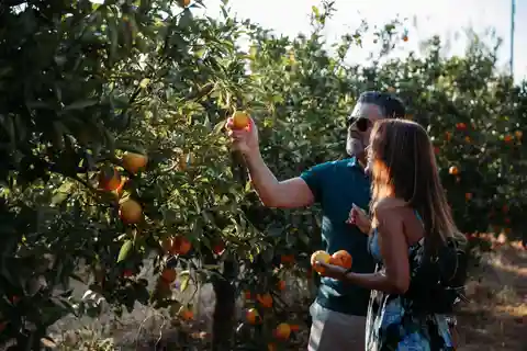 Algarve: Silves, Orange Grove & Monchique Mountains Tour