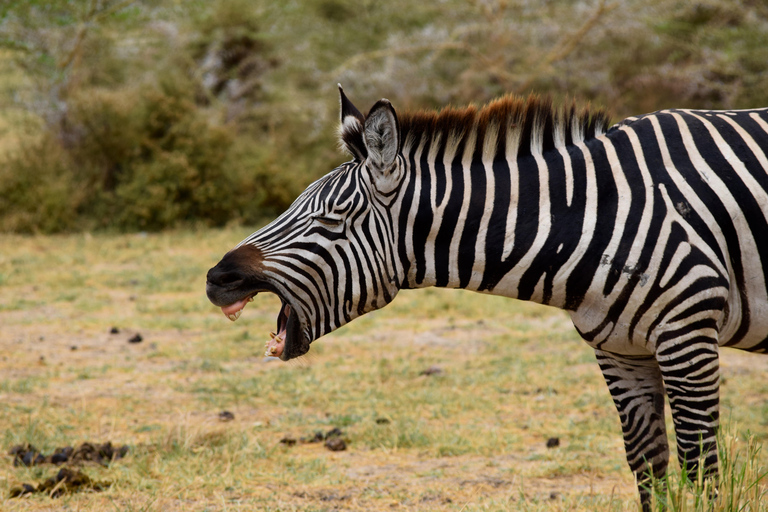 Viaggio di due giorni al Lago Manyara con canoa e passerella tra le cime degli alberiCampeggio a Karatu