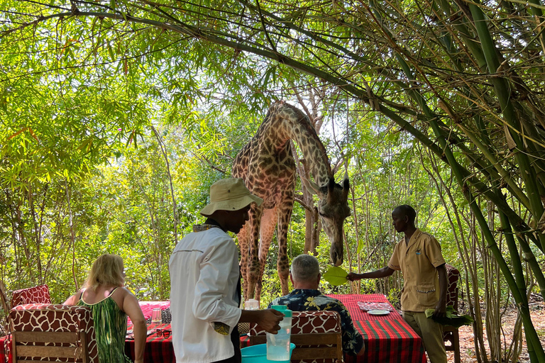 DIANI: EEN MAALTIJD DELEN MET GIRAFFENEEN MAALTIJD DELEN MET GIRAFFEN