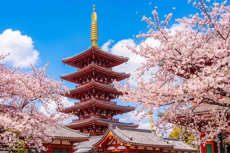 Tokyo Cherry Blossom Day Tour: Asakusa,Chidorigafuchi & Ueno 【Standard】English Guided Sightseeing Tour