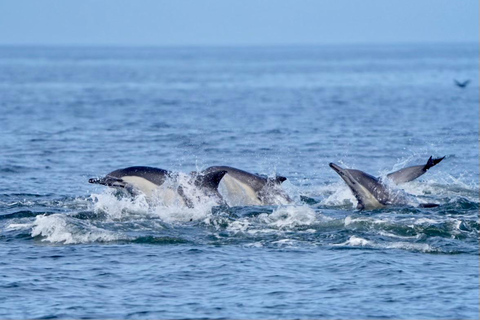 Morro Bay: Whale Watching with Lost Isle Adventures