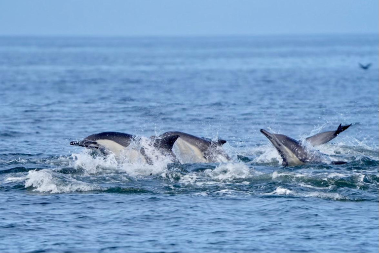 Morro Bay: Whale Watching with Lost Isle Adventures