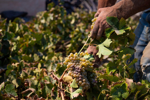 Santorini: Private Wine Tasting at Pagonis Estate Santorini Wine Tasting A Unique Experience of 10