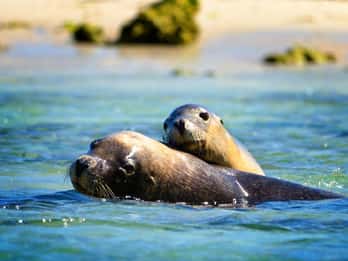 Perth: Dolphin, Sealion & Wildlife Cruise with Lunch