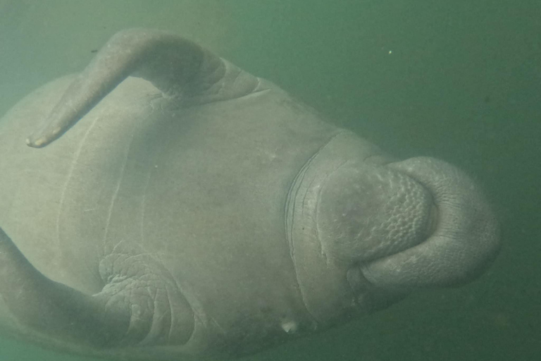Crystal River: Guided Manatee Tour Heated Boat Free Photos