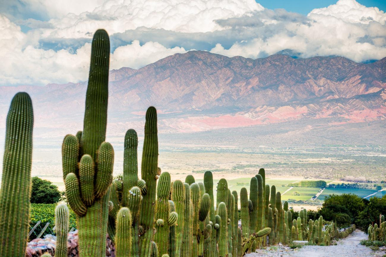 Depuis Salta : Excursion à Cafayate