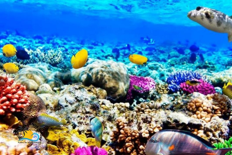Zanzibar: Mnemba Dolphins Tour and Sunset Dhow Cruise Hotel Transfers within Nungwi and Kendwa