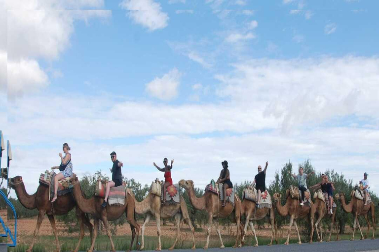Hammamet: Camel Ride, Lunch, and Quad Biking Tour