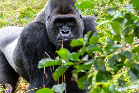 Da Kigali: Safari di 2 giorni per il trekking con i gorilla in Ruanda