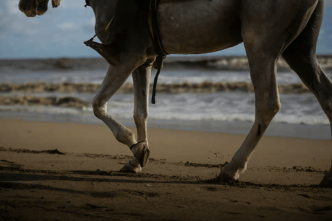Ibiza: Beach or Nature Horseback Ride with Guide Ibiza: 1 h Nature Ride for beginners