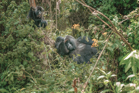 3-day Rwanda Gorilla Trekking in the Volcanoes National Park