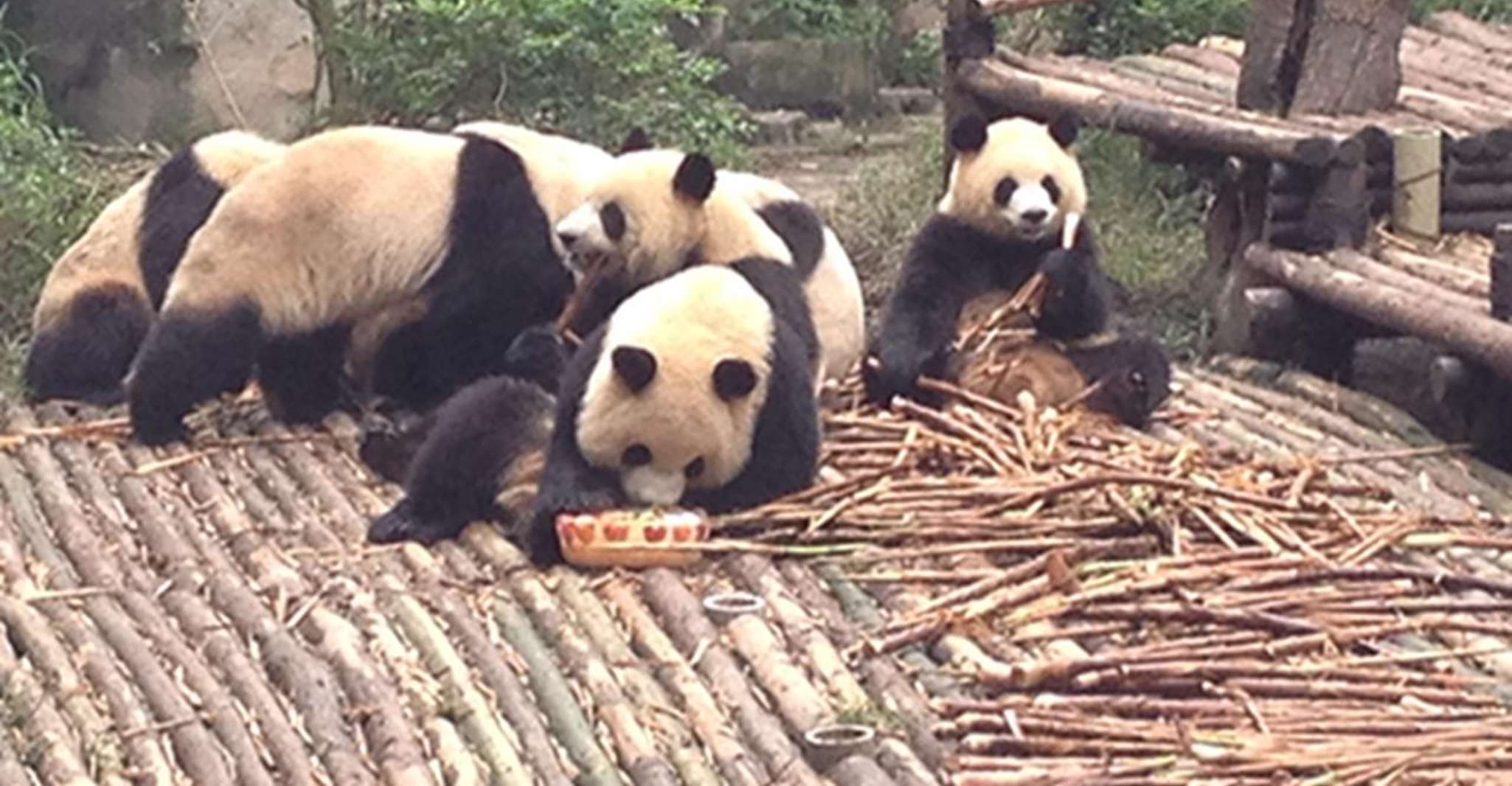 Base de Panda Chengde y SAN Xingmuseum Private Tour - Housity
