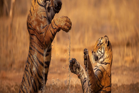 Ranthambore: core zone-1 to 5 Gypsy Tiger Safari with Lunch Ranthambore:core zone 1 to 5 canter jungle safari with lunch