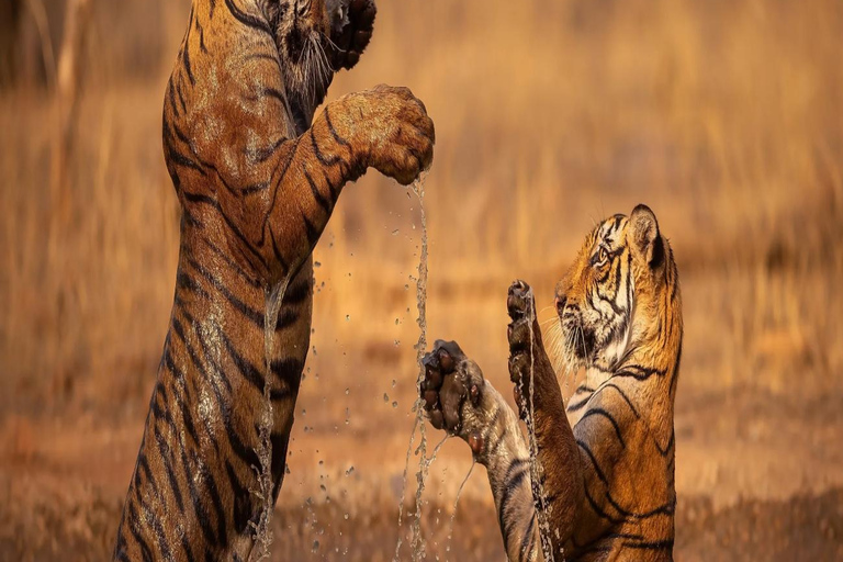 Ranthambore: core zone-1 to 5 Gypsy Tiger Safari with Lunch Ranthambore:core zone 1 to 5 canter jungle safari with lunch