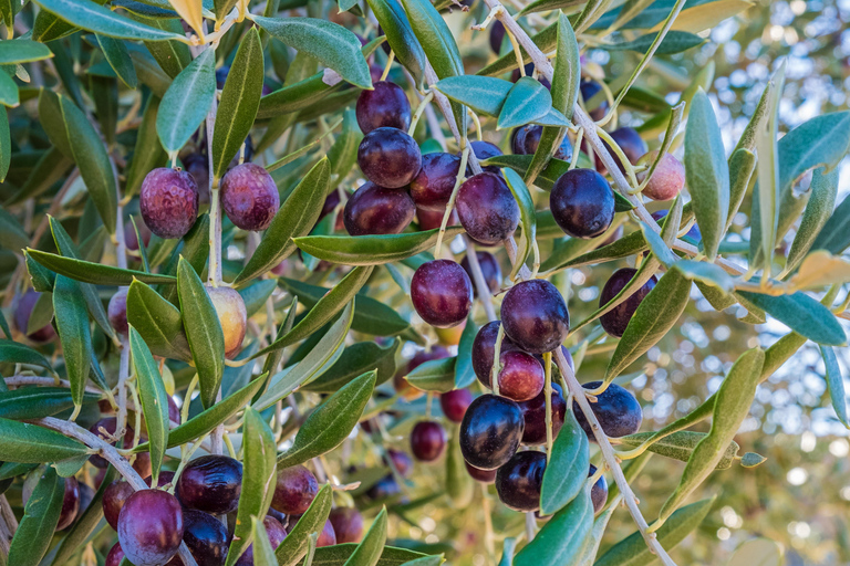 Djerba: tasting of one of the best olive oils and typical lunch