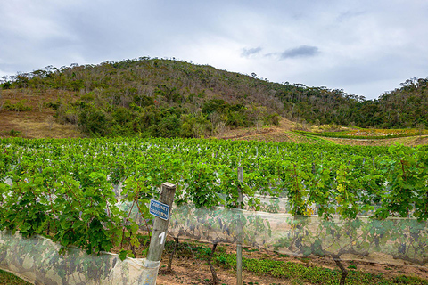 Rio de Janeiro: winery tour with wine tasting experience