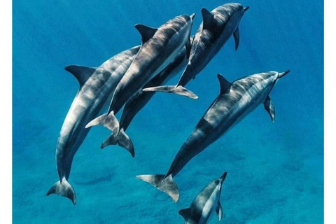 ZANZIBAR: Toup 4 bästa attraktionerna i Zanzibar guidad turPrivat tur utan upphämtning från hotell