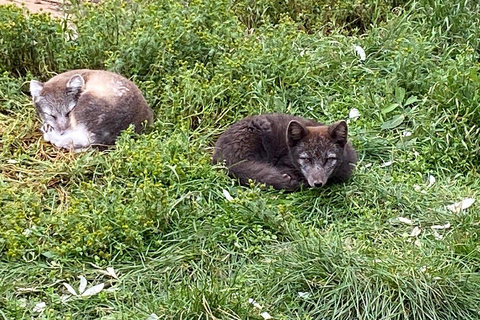 From Isafjordur: Arctic Fox Centre Guided Bus Tour