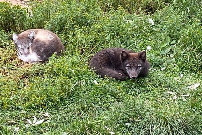 From Isafjordur: Arctic Fox Centre Guided Bus Tour