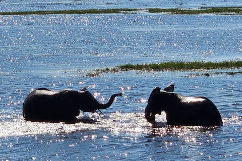 Unique Chobe Day Trip with 2 River Safaris
