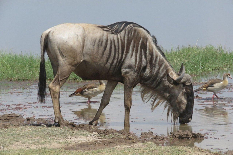 Nairobi: 4 Days epic trip to Amboseli, Tsavo West & East