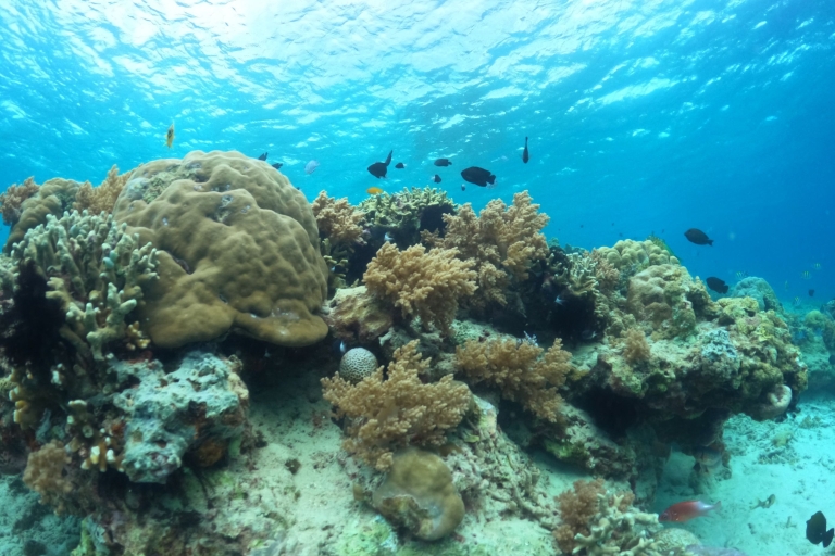 Snorkelen Koraalschildpadden en onderwaterstandbeelden op de Gili-eilanden2 uur snorkelen op Gilis met schildpad en standbeeld met Go-Pro