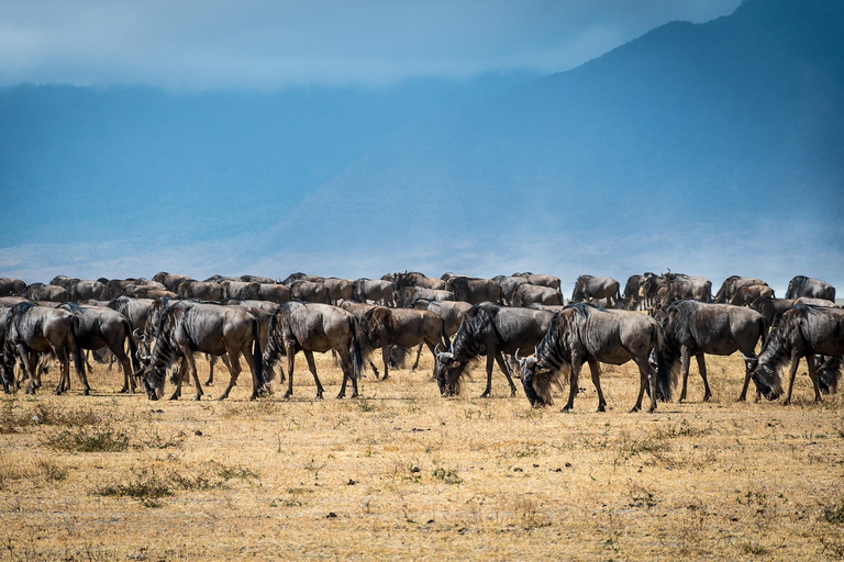 Tanzania: 2-Day Luxury Safari to Tarangire and Ngorongoro Tanzania safari