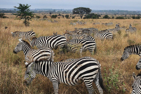 Nairobi National Park: Early Morning or afternoon adventure Early morning game drive in a Landcruiser JEEP