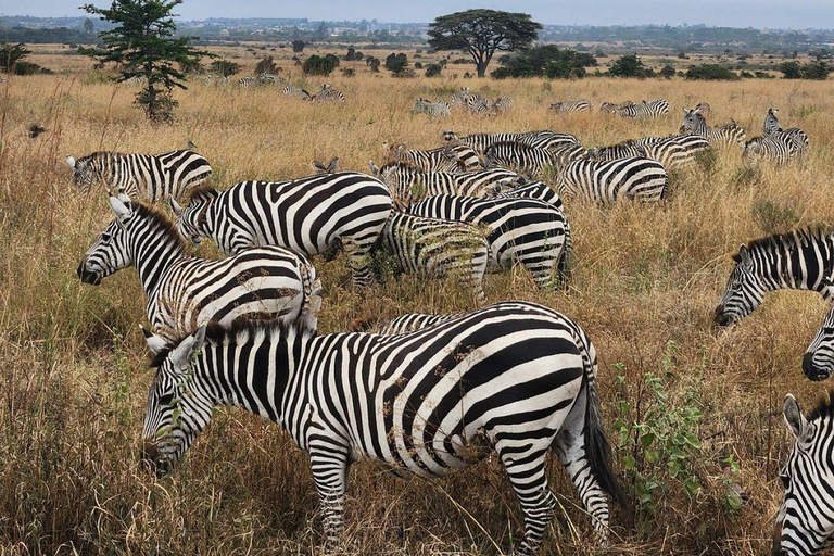 Nairobi National Park: Early Morning or afternoon adventure Early morning game drive in a Landcruiser JEEP