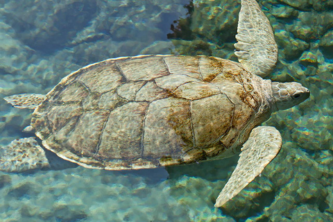 De Cancun: Parque Xcaret Plus, a experiência completa
