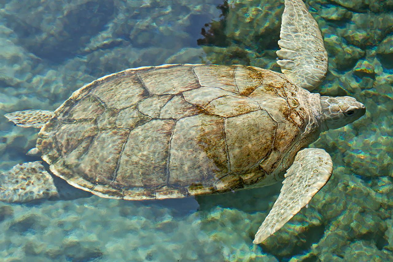 De Cancun: Parque Xcaret Plus, a experiência completa