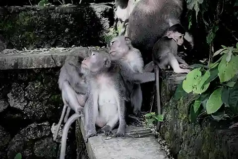 Ubud: Święty Małpi Las, Jaskinia Barong ATV i wycieczka nad wodospad