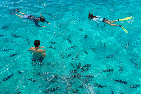 Mauritius: Sea Turtle Adventure and Coral Reef Discovery