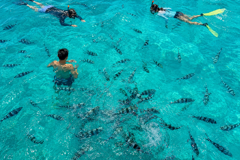 Mauritius: Sea Turtle Adventure and Coral Reef Discovery