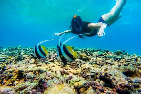 Ko Tao: Vintage Boat-Small Group Snorkeling Day Trip w/Meals