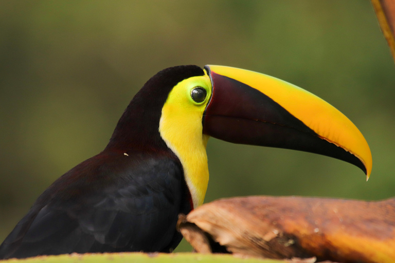 La Fortuna: Rio Celeste Waterfall and National Park Tour