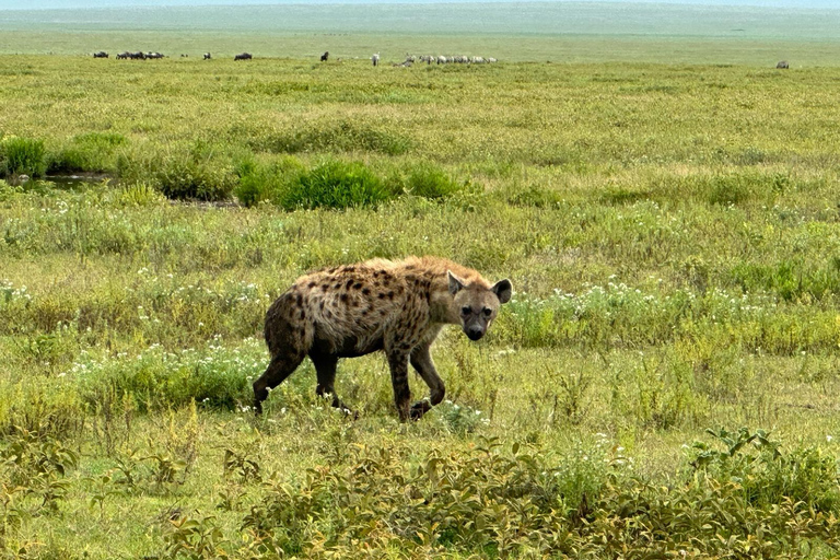 5 Day Best of Tanzania wildlife Safari