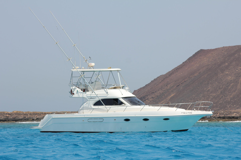 avistamento de cetáceos