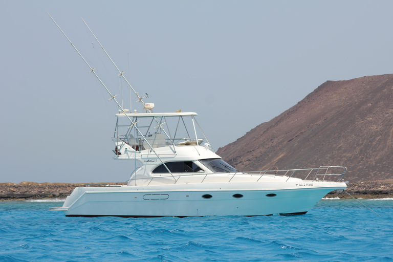 avistamento de cetáceos