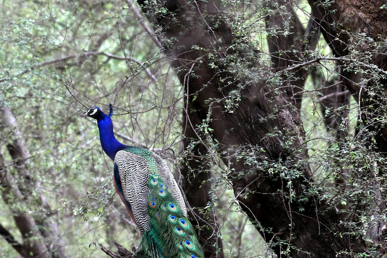 Jaipur: Rondleiding door Jhalana Leopard Safari ParkJhalana luipaard safaripark rondleiding in gedeelde jeep