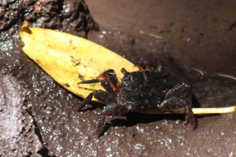 Zanzibar: Mnemba Dolphin, Jozani Forest & Turtle Sanctuary Private Tour without Hotel transfer