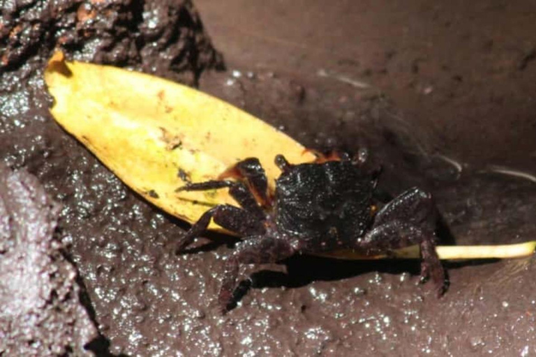 Zanzibar: Mnemba Dolphin, Jozani Forest & Turtle Sanctuary Private Tour without Hotel transfer