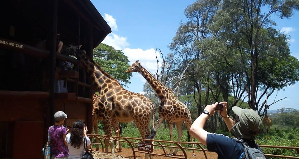 Giraffe Center Tour Kibera Slums Guided Walking Tour Getyourguide